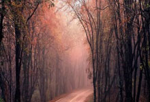 雄鹿队势不可挡连胜，崭露头角称霸东部夺冠